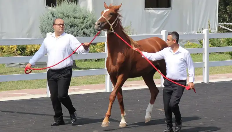 Taşkın Kral: Doğa Felaketiyle Mücadelenin Yüzü Oluyor