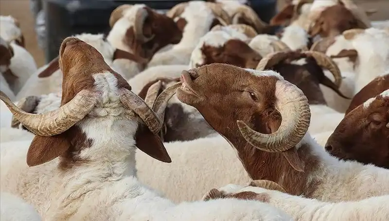 Akika Kurbanı Nedir? Akika Kurbanı Yenir mi, Ne Zaman Kesilir?