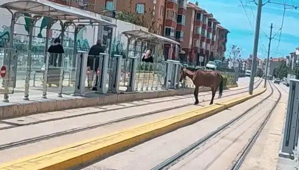 Eskişehir'de Tramvay Raylarında Başını Boş Bırakan At Şaşkınlığı