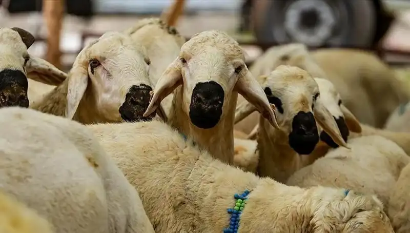 2025 Kurban Bayramı: Kurban Kesmek Farz mı? Cevaplarıyla 10 Temel Soru