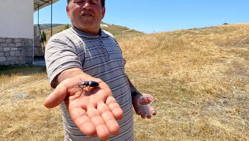Sivas’ta Bulunan Böceği Öldürmenin Cezası: 557 Bin TL