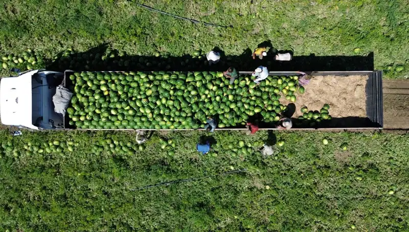 Bafra Ovası’nda Beklenen Karpuz Rekoltesi: 94 Bin 500 Ton!