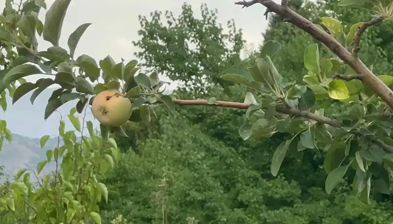 Yüzyılın Donu Tarımda Şok Etki Yarattı: Elmalar Çürüdü!