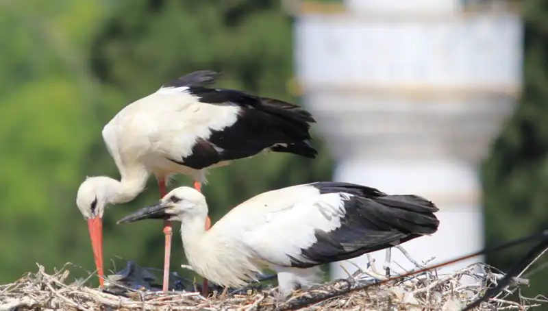 Leylek Köyü'nde Yaren Leyleği Kıskandıran 8 Kat Fazla Yuva Var!