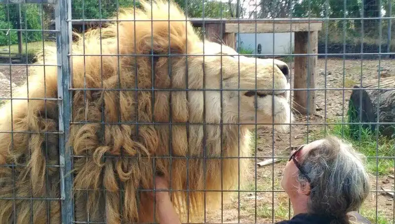 Avustralya’da Kafes İçindeki Aslan Kadını Yaraladı: Saldırının Ardındaki Gerçekler