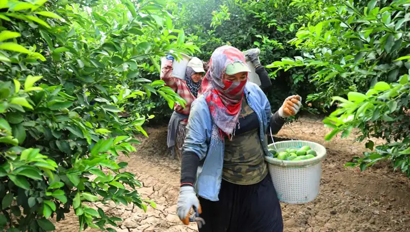 Marketlerdeki Sebze Fiyatları Yükselirken, Hasat Dönemi Müjdeyi Getiriyor