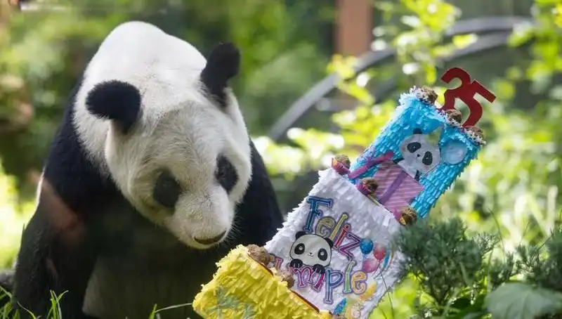 Dev Panda Xin Xin, 35 Yaşında Efsanevi Bir Kutlama İle Anıldı