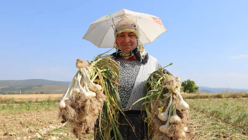 Kavurucu Sıcaklarda Çalışanlar: Günlük 1200 TL Kazanmanın Zorluğu