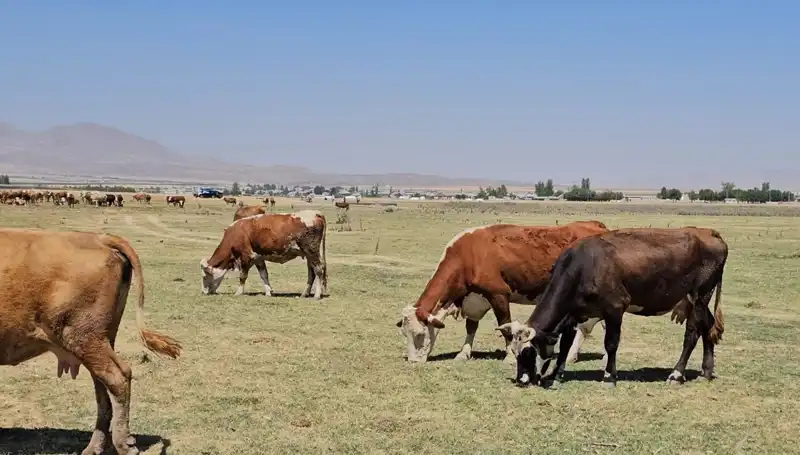 Arin Gölü'nün Kuruması: Büyüyen Su Krizi ve Çözüm Arayışları