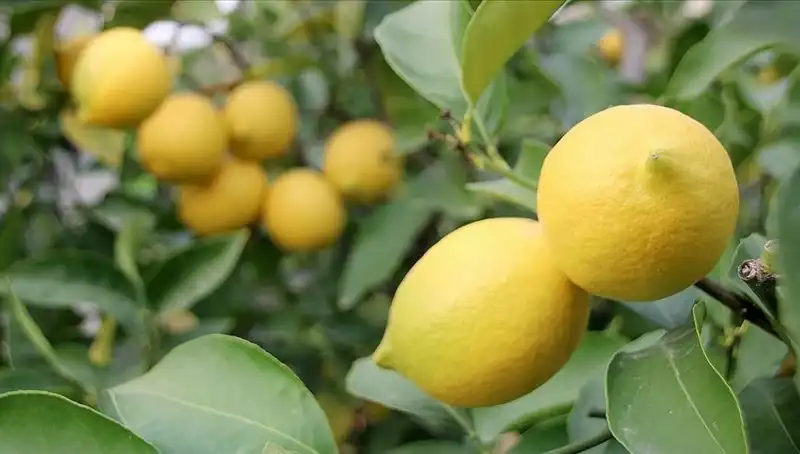 Limon Fiyatları Rekor Kırıyor: Toptan 24 Lira Olması Tüketicileri Şaşırttı