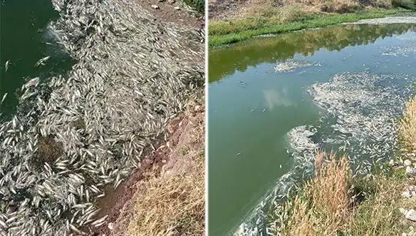 Karasu Çayı’nda Balık Ölümleri: Bilimsel İnceleme Başlatıldı
