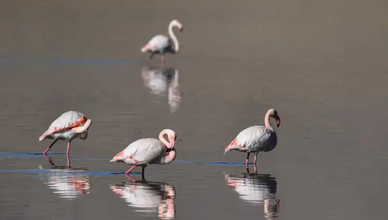 Bu Yıl Flamingo Sayısında Dikkate Değer Azalma Gerçekleşti